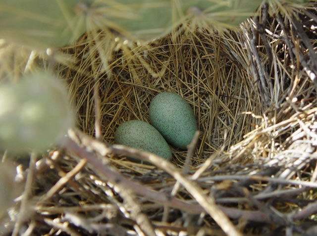 David's Photo Gallery NESTS A-L / Curved Billed Thrasher nest and eggs.jpg